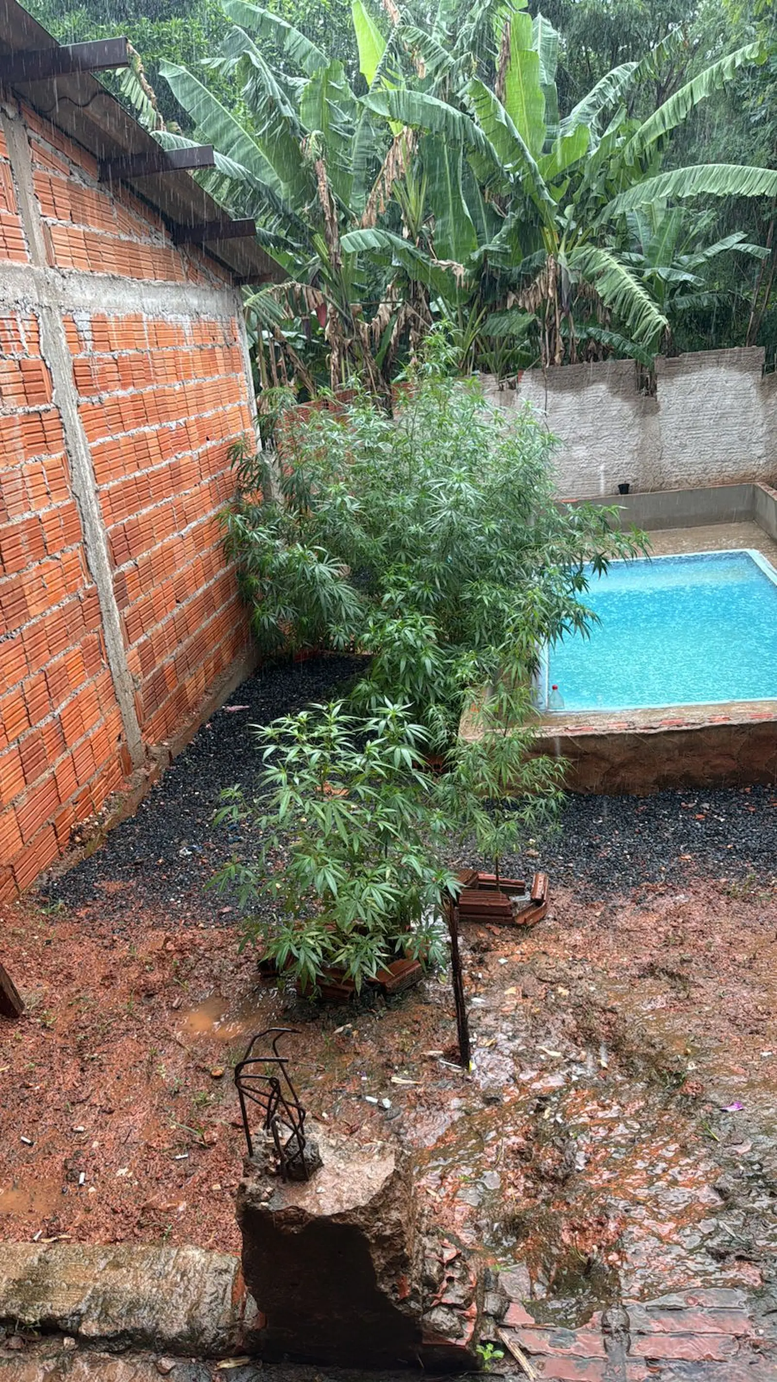 Força Tática prende homem por tráfico de drogas e apreende 17 pés de maconha